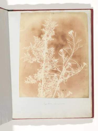 Sisymbrium Cumingianum by William Henry Fox Talbot, photograph, 1839