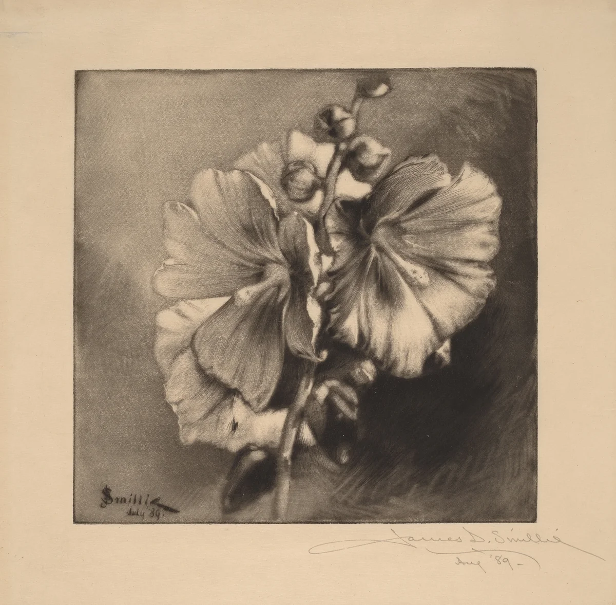 Single Hollyhocks by James David Smillie, print, 1889