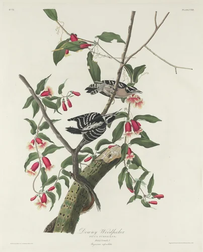 Downy Woodpecker by Robert Havell, Jr.; John James Audubon, print, 1831