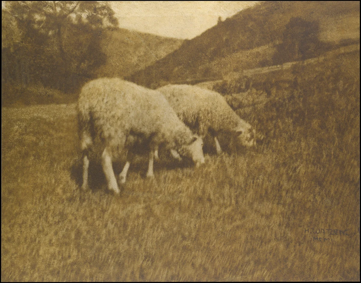 Sheep by Hans Watzek, photograph, 1901