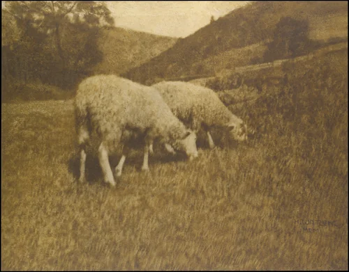 Sheep by Hans Watzek, photograph, 1901