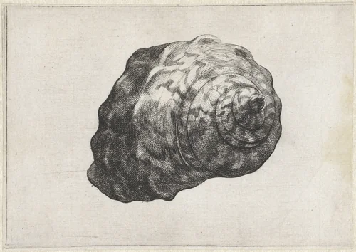 Schelp, turbo sarmaticus by Wenceslaus Hollar, print, 1644-1652