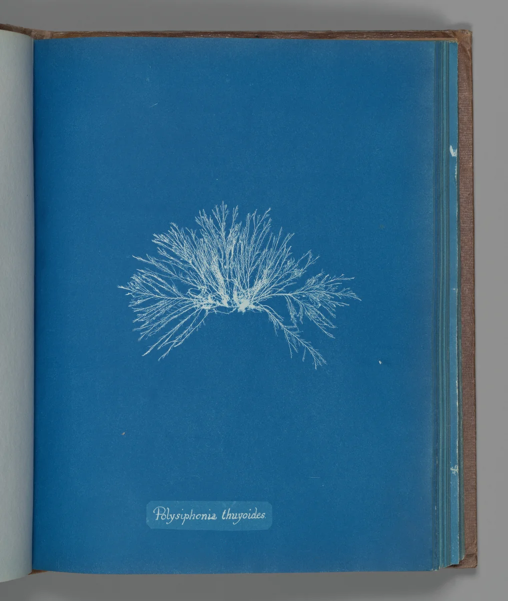 Polysiphonia thuyoides by Anna Atkins, photograph, 1851-1855