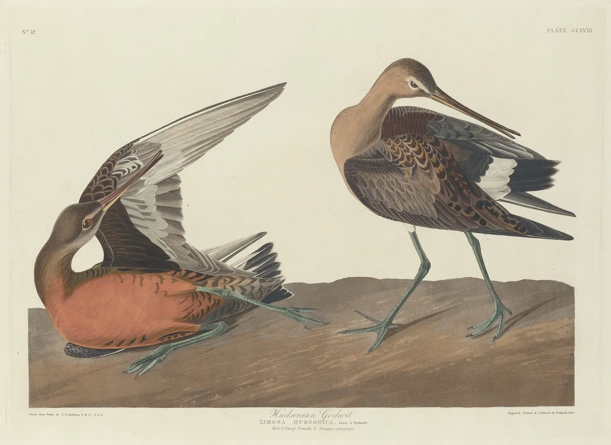 Hudsonian Godwit by Robert Havell, Jr.; John James Audubon, print, 1835