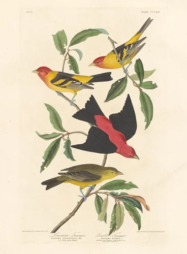 Louisiana Tanager and Scarlet Tanager by Robert Havell, Jr.; John James Audubon, print, 1837