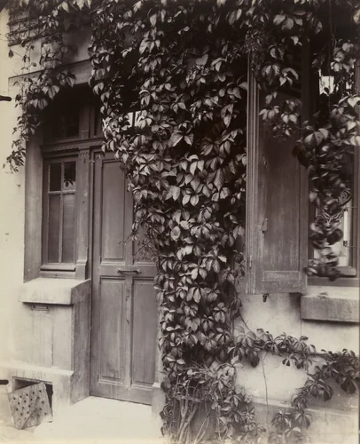 Vigne vierge by Eugène Atget, photograph, 1923