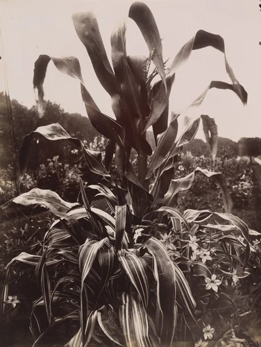 Maïs by Eugène Atget, photograph, 1922