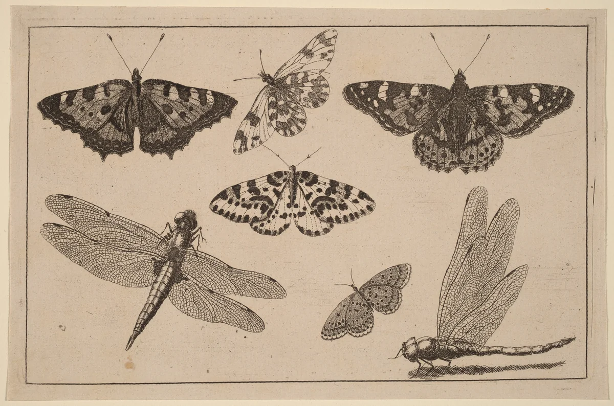 Two Dragonflies and Five Butterflies by Wenceslaus Hollar, print, 1644-1652