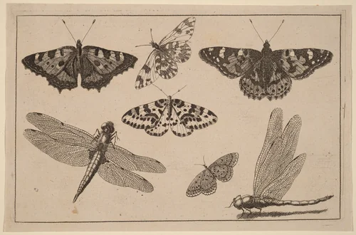 Two Dragonflies and Five Butterflies by Wenceslaus Hollar, print, 1644-1652