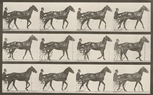 Plate Number 605. "Reuben" trotting, harnessed to sulky by Eadweard Muybridge, photograph, 1887