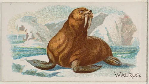 Walrus, from the Quadrupeds series (N21) for Allen & Ginter Cigarettes by Allen & Ginter, print, 1890