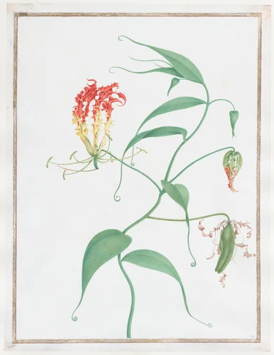 Gloriosa Superba (Climbing Lily) by Nicolas Robert, drawing, 1655-1665