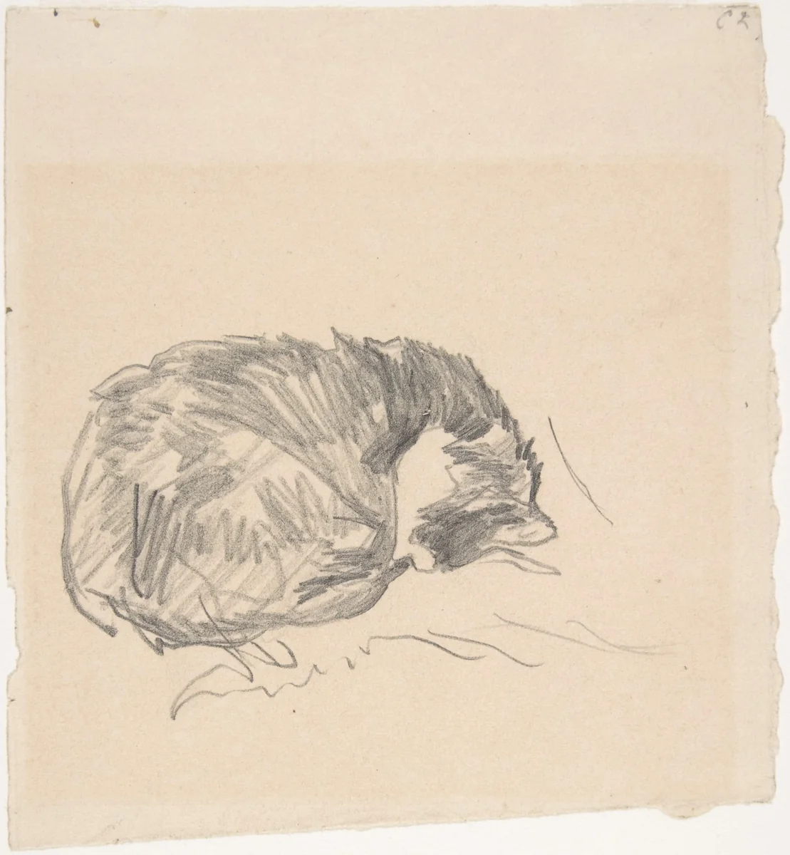 A Cat Curled Up, Sleeping by Edouard Manet, drawing, 1861