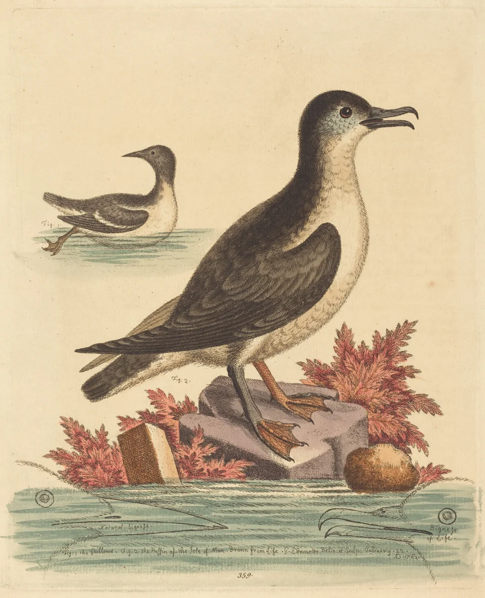 The Guillemot and the Puffin of the Isle of Man by George Edwards, print, 1762