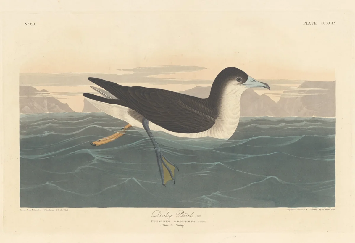 Dusky Petrel by Robert Havell, Jr.; John James Audubon, print, 1836