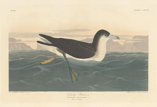 Dusky Petrel by Robert Havell, Jr.; John James Audubon, print, 1836