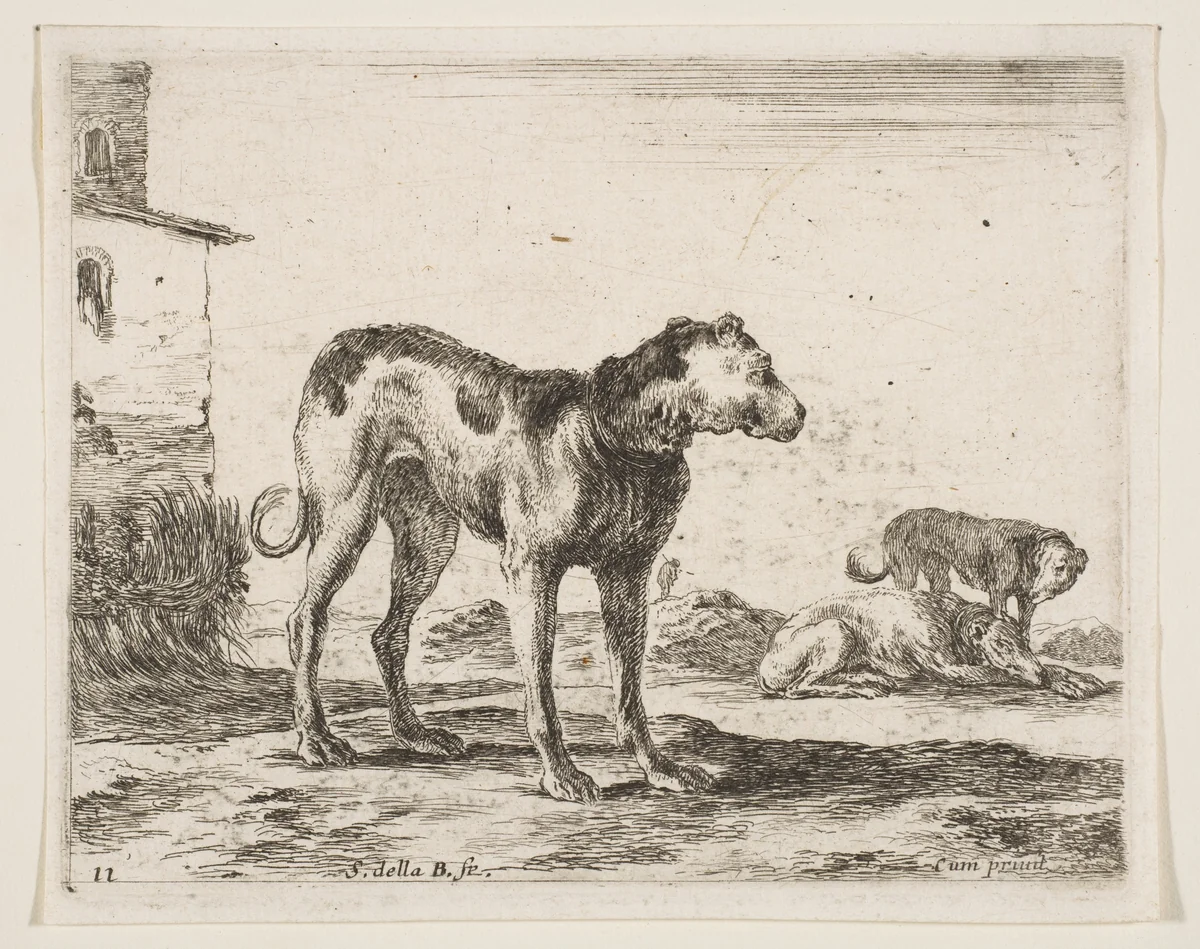 Dogs, plate 11 from "Various Animals" (Diversi Animali) by Stefano della Bella, print, 1636-1646