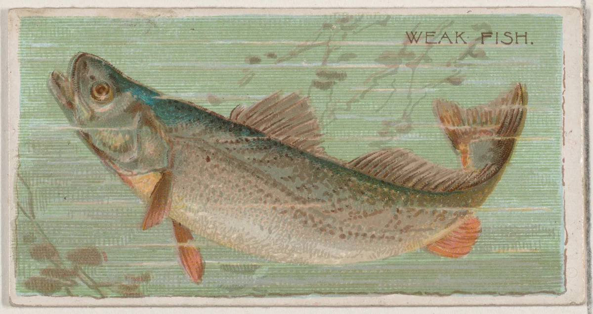 Weak Fish, from the series Fishers and Fish (N74) for Duke brand cigarettes by Knapp & Company, print, 1888