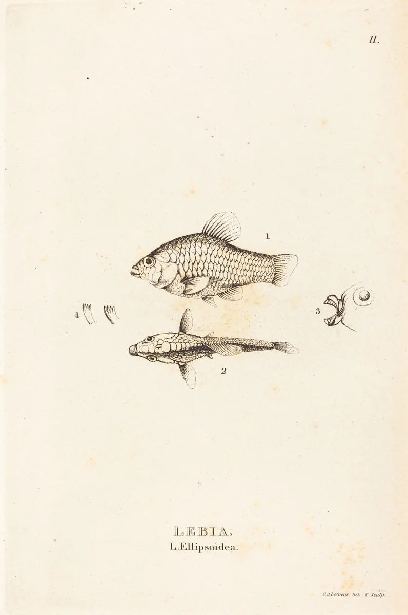 Lebia (L'Ellipsoidea) by Charles Alexandre Lesueur, print, 1817-1821