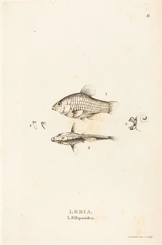 Lebia (L'Ellipsoidea) by Charles Alexandre Lesueur, print, 1817-1821