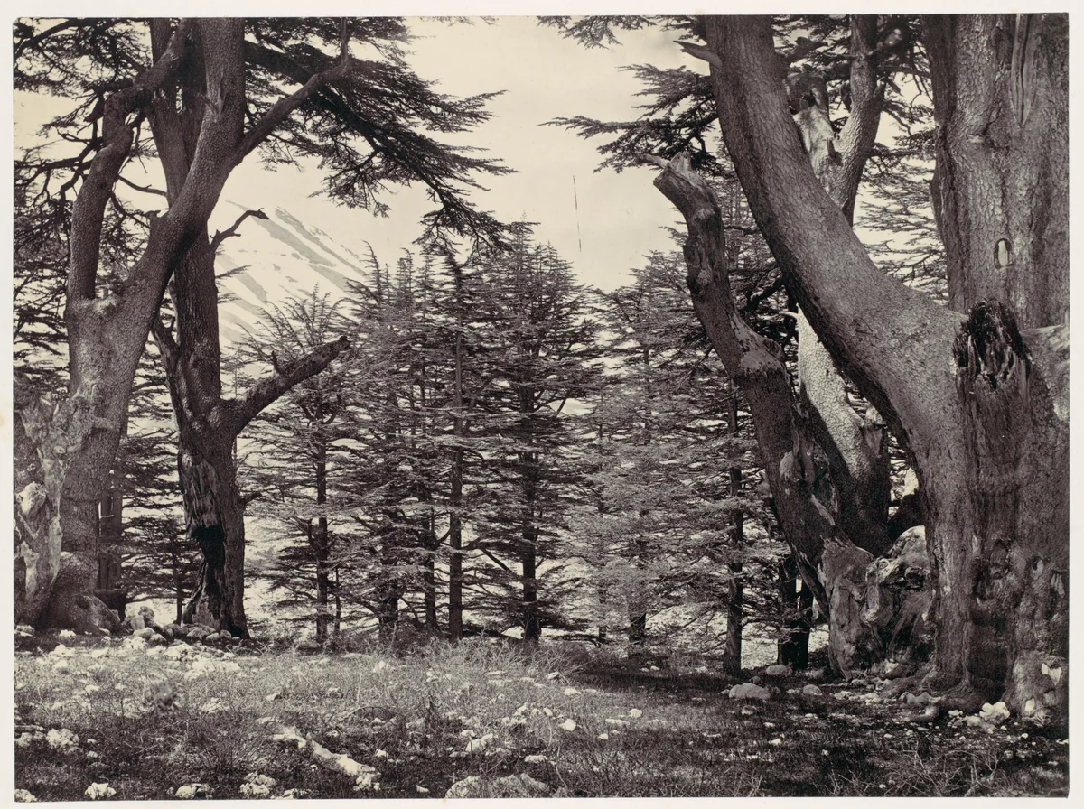 Cedars of Lebanon by Francis Frith, photograph, 1855-1859