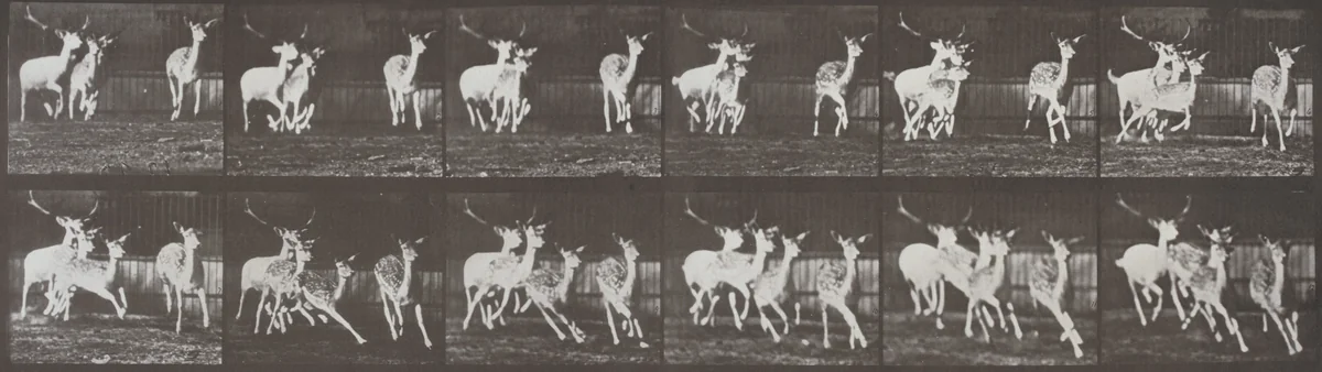 Plate Number 688. Fallow deer, buck and group of does, galloping by Eadweard Muybridge, photograph, 1887