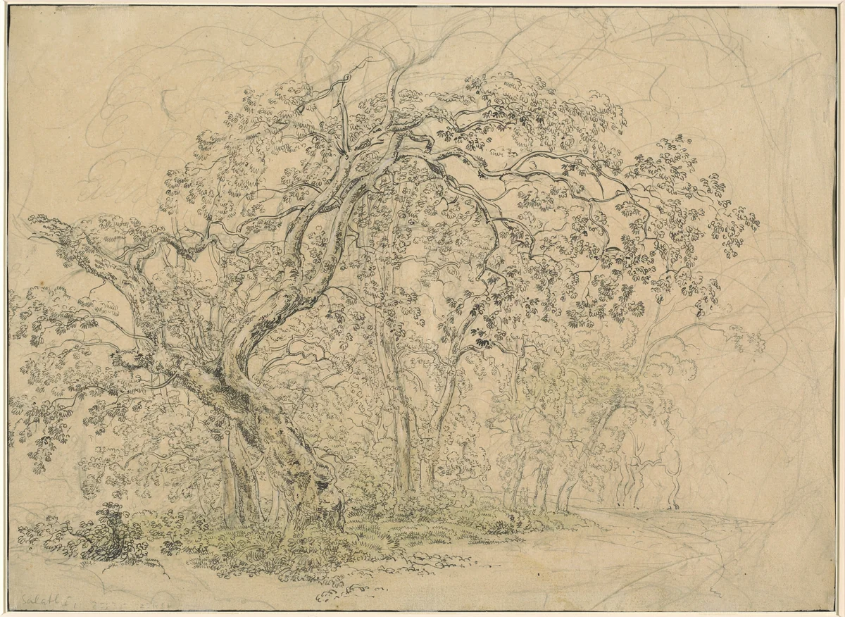 Grove of Trees [verso] by Friedrich Salathé, drawing, 1793-1858