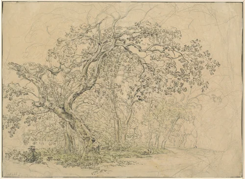 Grove of Trees [verso] by Friedrich Salathé, drawing, 1793-1858