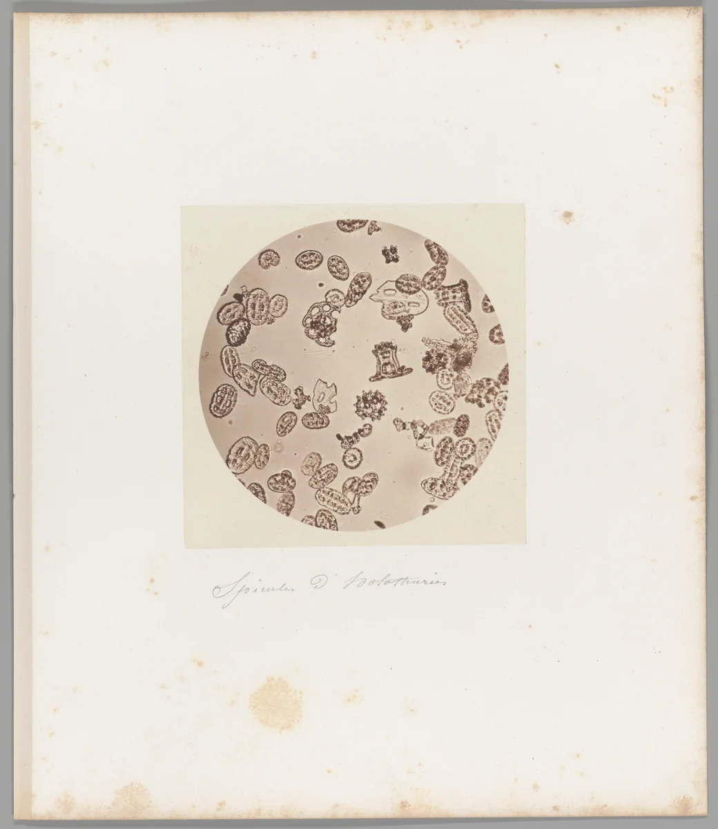 [Untitled] by Auguste-Adolphe Bertsch, photograph, 1853-1857