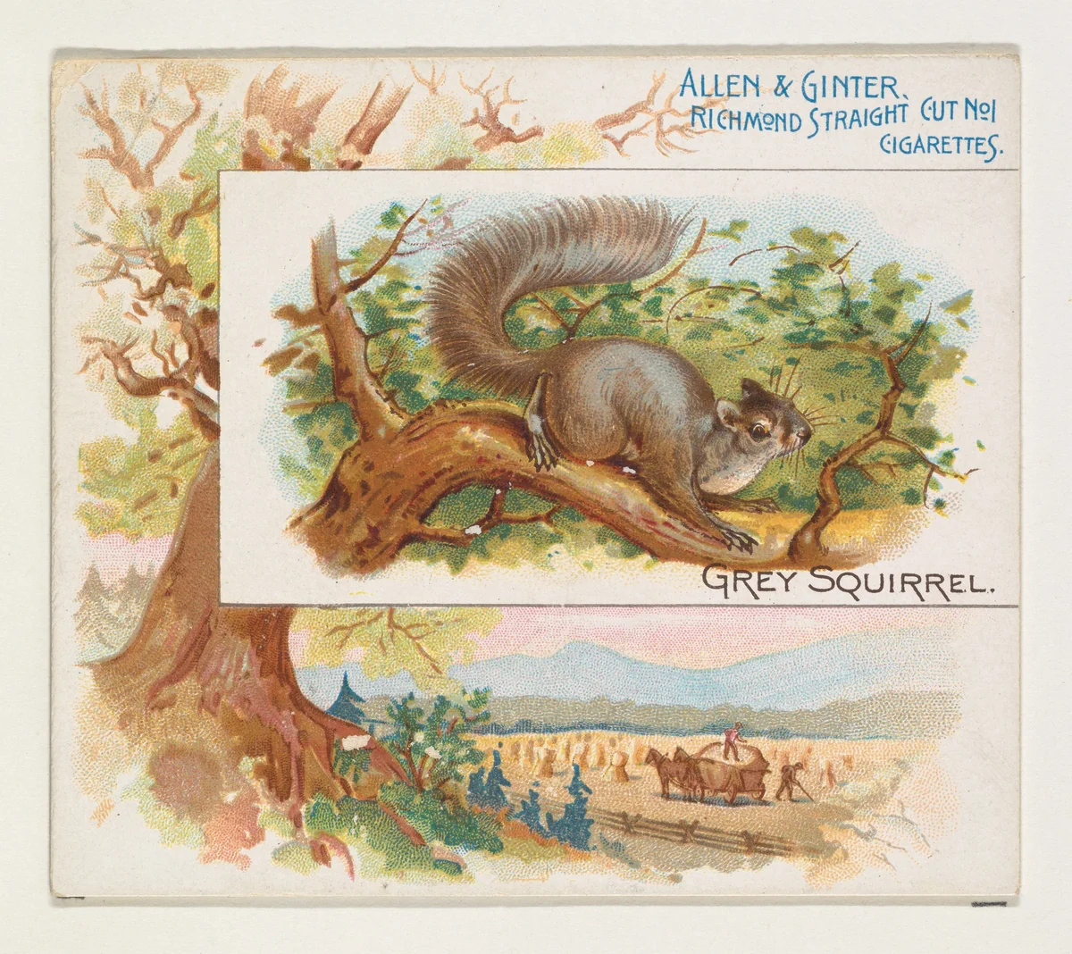 Grey Squirrel, from Quadrupeds series (N41) for Allen & Ginter Cigarettes by Allen & Ginter, print, 1890
