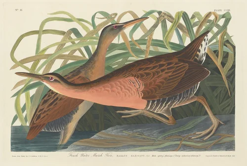 Fresh Water Marsh Hen by Robert Havell, Jr.; John James Audubon, print, 1834