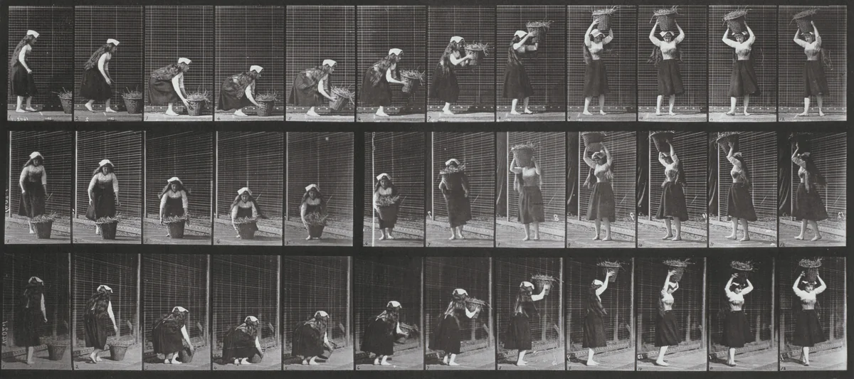 Plate Number 230. Lifting a 30-lb. basket from ground to head and turning by Eadweard Muybridge, photograph, 1887