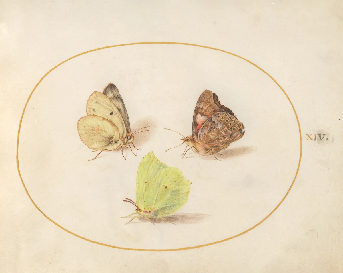 Plate 14: Common Brimstone, Painted Lady, and Clouded Yellow Butterflies by Joris Hoefnagel, drawing, 1570-1599