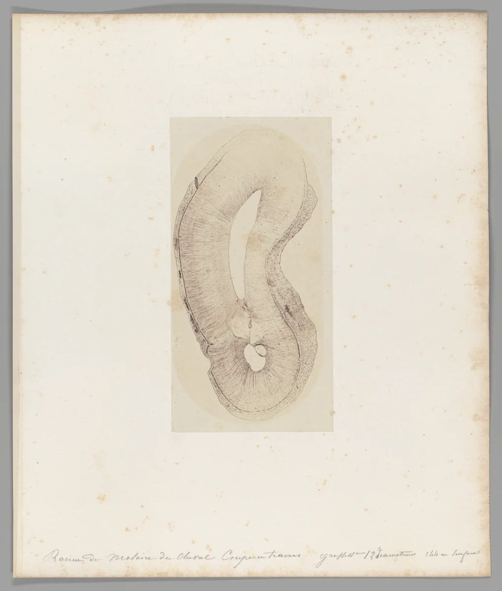 [Untitled] by Auguste-Adolphe Bertsch, photograph, 1853-1857