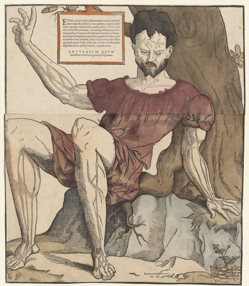 De aderen van het menselijk lichaam by Cornelis Anthonisz, print, 1525-1573