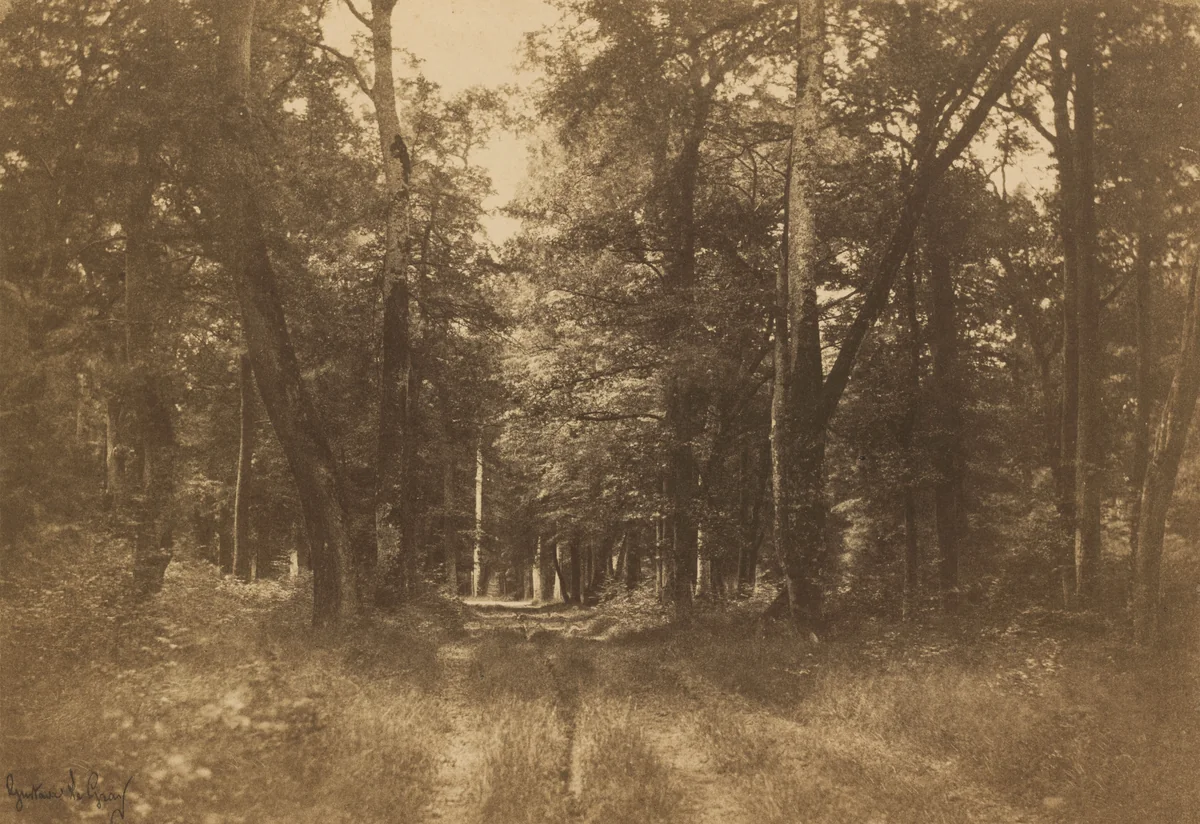 Bas-Bréau, Forest of Fontainebleau by Gustave Le Gray, photograph, 1849-1852