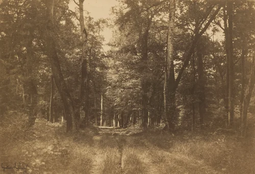 Bas-Bréau, Forest of Fontainebleau by Gustave Le Gray, photograph, 1849-1852