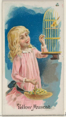 Yellow Muscat, from the Fruits series (N12) for Allen & Ginter Cigarettes Brands by Allen & Ginter, print, 1891