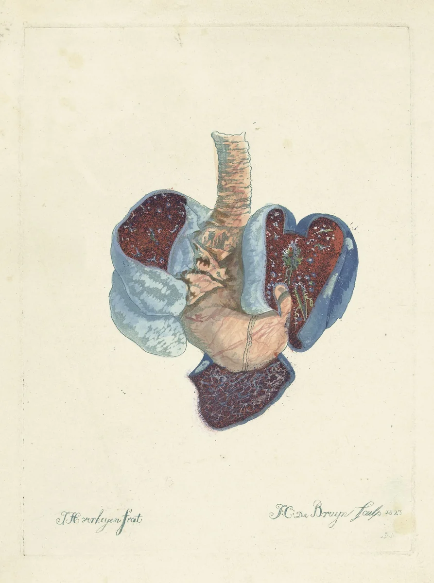 Anatomie van de longen en de maag by Johannes Cornelis de Bruyn, print, 1812-1844