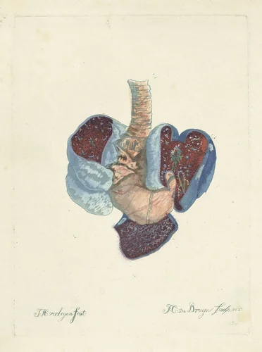 Anatomie van de longen en de maag by Johannes Cornelis de Bruyn, print, 1812-1844