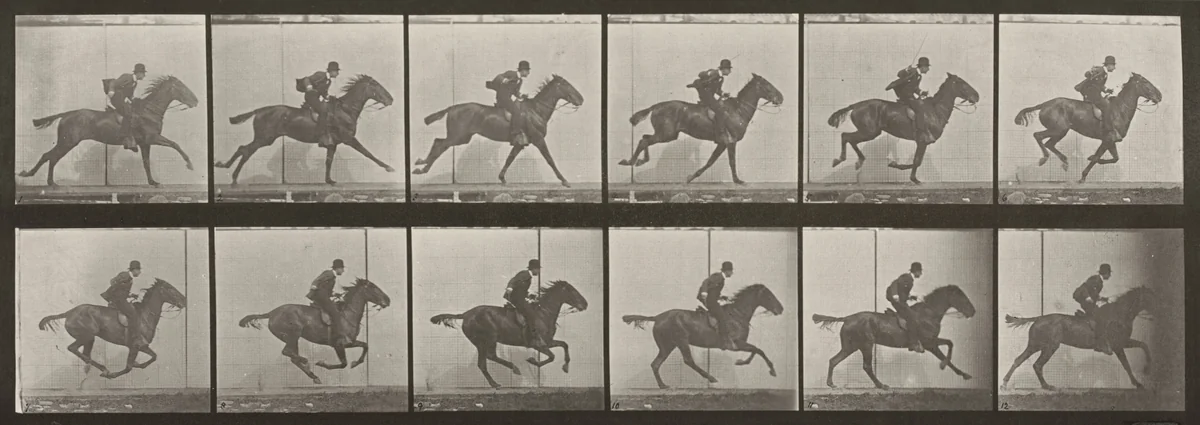 Plate Number 624. "Daisy" galloping, saddled by Eadweard Muybridge, photograph, 1887