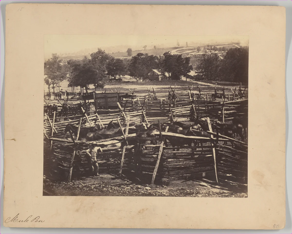 Mule Pen, Camp Nelson, Kentucky by G. W. Foster, photograph, 1863-1864