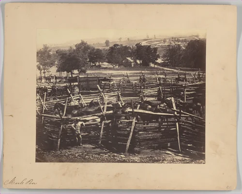 Mule Pen, Camp Nelson, Kentucky by G. W. Foster, photograph, 1863-1864