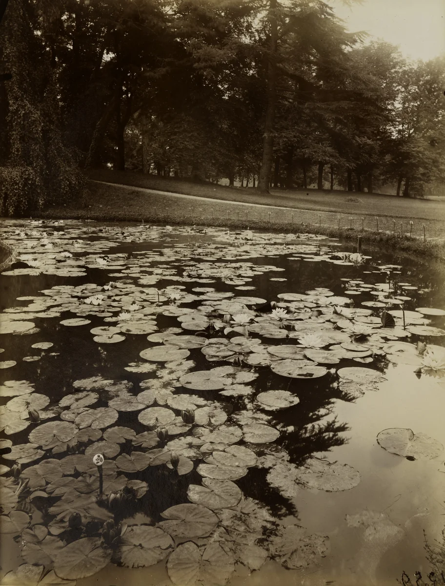 Nymphéa by Eugène Atget, photograph, 1925