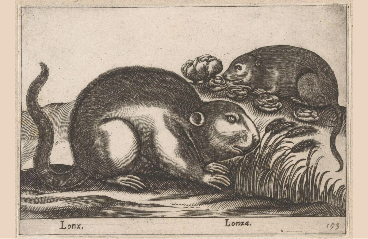 Twee muskusratten by Antonio Tempesta, print, 1565-1630