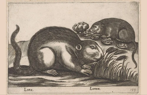 Twee muskusratten by Antonio Tempesta, print, 1565-1630