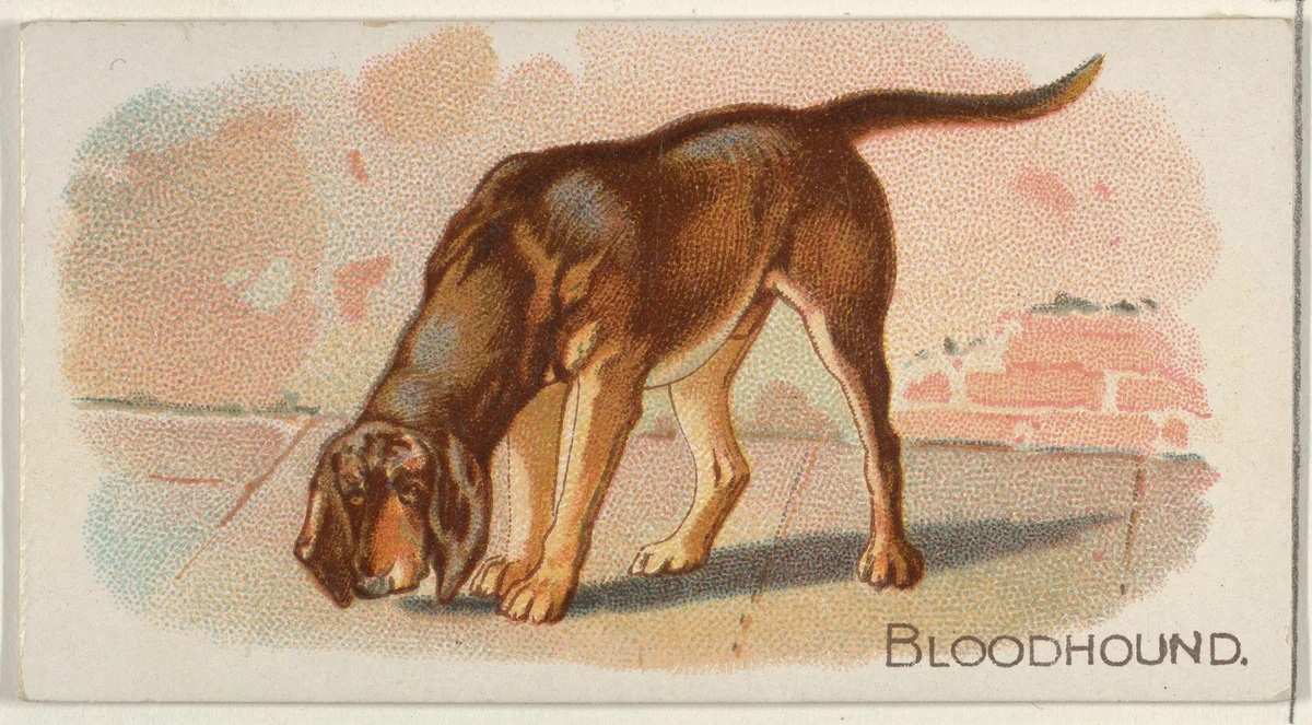 Bloodhound, from the Quadrupeds series (N21) for Allen & Ginter Cigarettes by Allen & Ginter, print, 1890