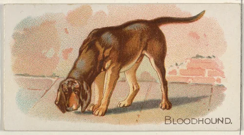 Bloodhound, from the Quadrupeds series (N21) for Allen & Ginter Cigarettes by Allen & Ginter, print, 1890