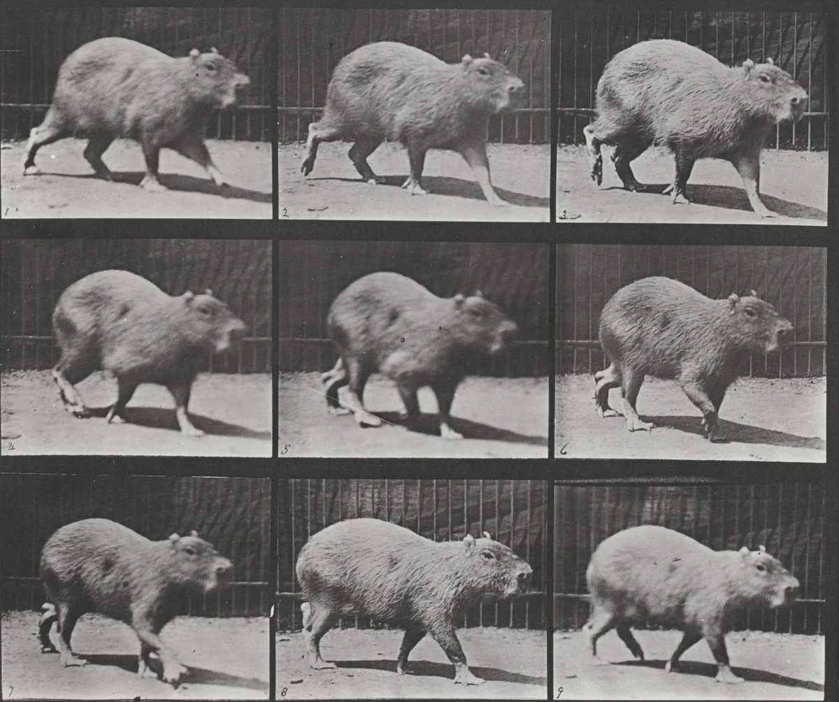 Plate Number 746. Capybara walking by Eadweard Muybridge, photograph, 1887