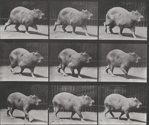 Plate Number 746. Capybara walking by Eadweard Muybridge, photograph, 1887